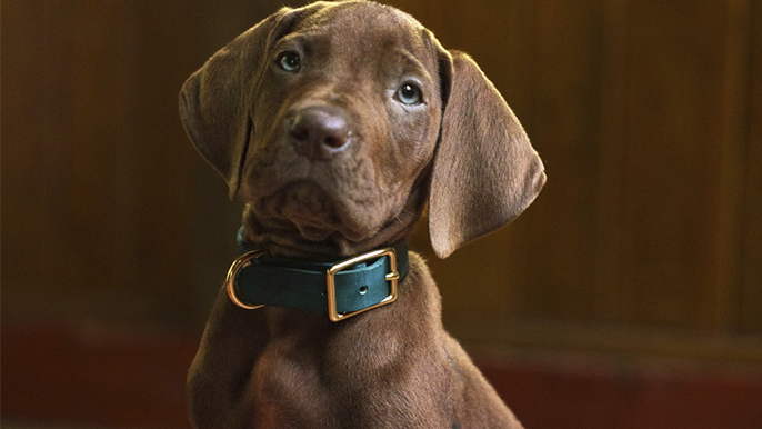 Scooby-Doo A Origem
